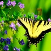 Black and Yellow Butterfly 100x100 Visit