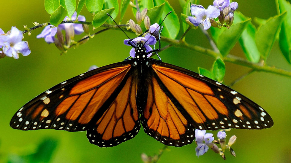 Butterflies - Columbus Botanical Garden