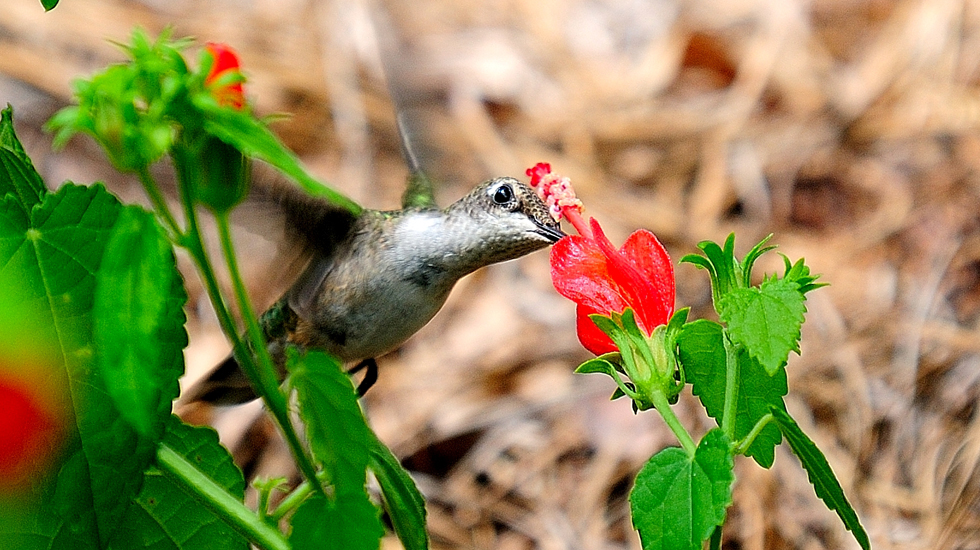 Hummingbirds Love Our Flowers - Columbus Botanical Garden