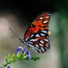 Orange Butterfly 100x100 Visit